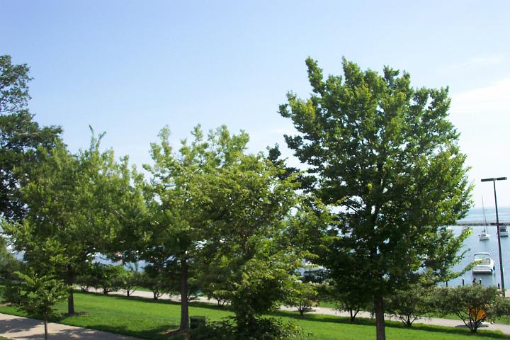 Chicago 058.jpg